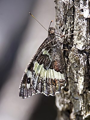 Great banded grayling (Brintesia circe) underside Rakov Škocjan.jpg