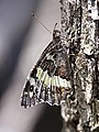 * Nomination Great banded grayling (Brintesia circe) --Charlesjsharp 09:53, 22 July 2022 (UTC) * Promotion Good quality. --MB-one 10:21, 22 July 2022 (UTC)