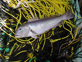 <i>Lopholatilus</i> Genus of fishes
