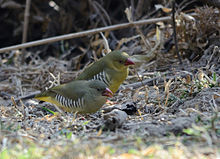 Paire de Munia verte.jpg