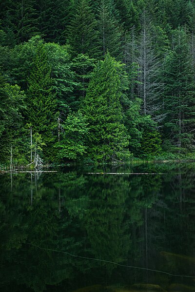 400px-Green_woods_near_Brohm_Lake_%28Uns
