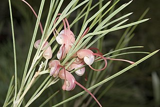 <i>Grevillea oncogyne</i> Species of shrub in the family Proteaceae endemic to Western Australia