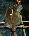 Lemuri-mwanzi