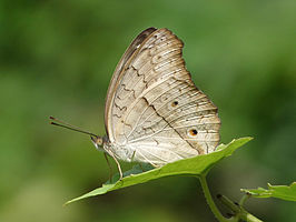 Junonia atlites