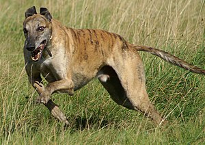 A male brindle-coloured Greyhound named Moby r...