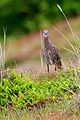 * Nomination Curlew on a dune --Stephan Sprinz 15:29, 1 June 2023 (UTC) * Promotion  Support Good quality. --MVmath20 10:51, 3 June 2023 (UTC)