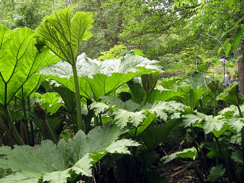 File:Gunnera manicata DUBG 2009-06-03.JPG