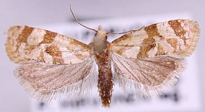 Gynnidomorpha luridana.jpg