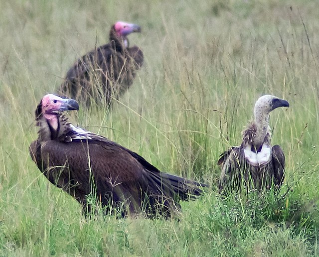 Old World vulture