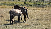 Uk: Theria Ik: Eutheria Boreoeutheria Öo: Laurasiatheria Fereuungulata Pegasoferae O: Perissodactyla Öf: Equoidea F: Equidae S: Equus A: Equus ferus Ua: Equus ferus caballus Hästar vid Eketorps borg, Öland.