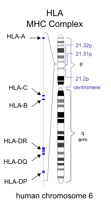 HLA region of chromosome 6