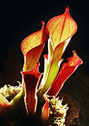 Heliamphora ionasii