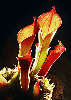 <i>Heliamphora ionasi</i> Species of carnivorous plant