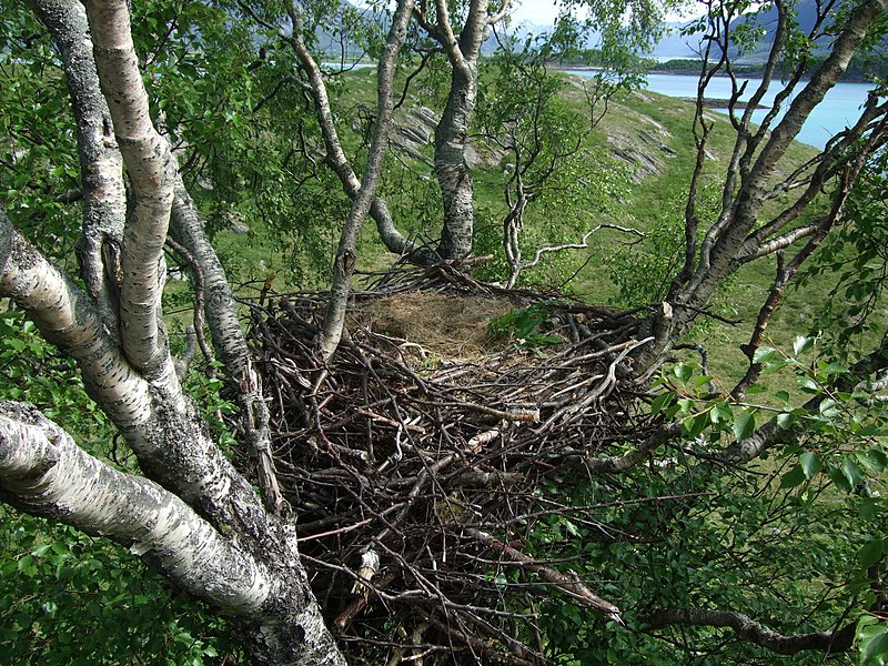 File:Haliaeetus albicilla empty nest.jpg