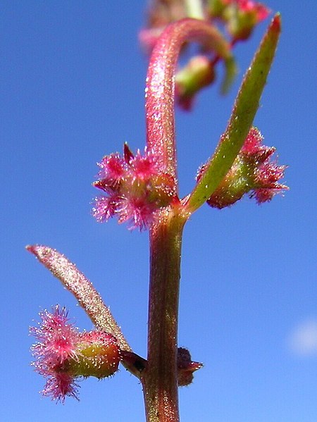 File:Haloragis heterophylla (cropped).jpg