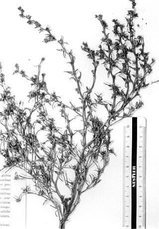 <i>Halothamnus iliensis</i> Species of flowering plant