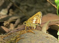 Halpe hindu Evans, 1937 - Sahyadri Banded Ace aka Indian Ace at Aralam WLS (3).jpg