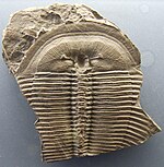 Fossil of the Devonian trilobite Harpides Harpides grimmi Palaeontological exhibition Prague cropped.jpg