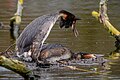 * Предлог great crested grebes (Podiceps cristatus) mating --Stephan Sprinz 16:52, 6 June 2024 (UTC) * Се бара оцена