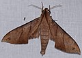 Hawkmoth (Pachylia darceta) (37980673934).jpg