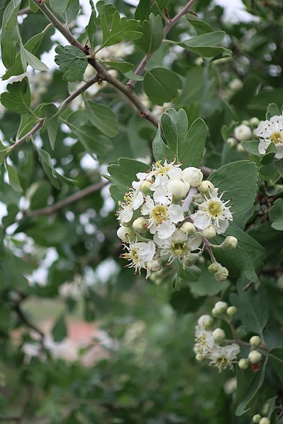 File:Hawthorn blossoms (Crataegus aronia).jpg