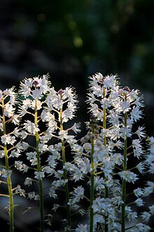 Inflorescence Heartleaved foamflower (Tiarella cordifolia) in bloom.jpg