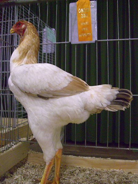 Ayam_Melayu