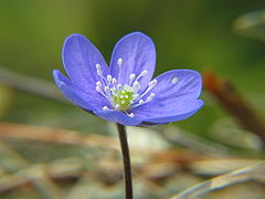 Harilik sinilill Hepatica nobilis