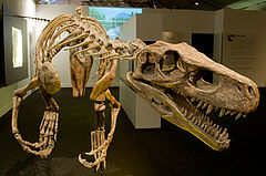 Húsevő dinoszaurusz csontváza, nyitott állkapcsokkal és éles fogakkal az előtérben