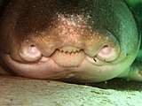Dentition and oronasal grooves of a Port Jackson shark