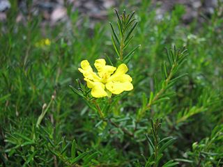 <i>Hibbertia pedunculata</i> Species of flowering plant