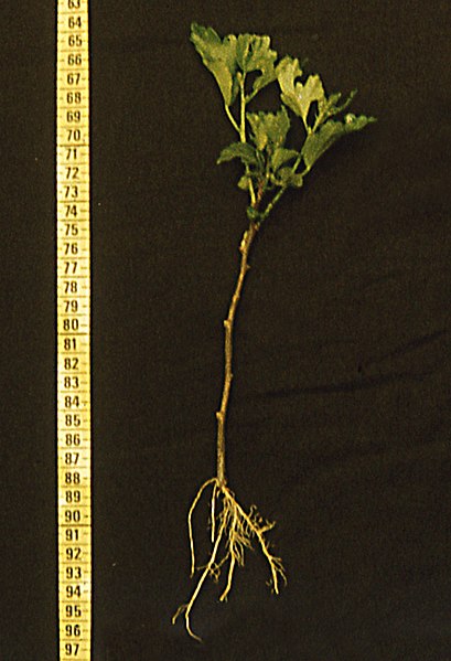 File:Hibiscus syriacus rooted hardwood cuttings.jpg