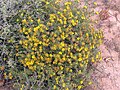 Hirpicium alienatum (Thunb.) Druce; Haarbos, Kleihaarbossie, Meerjarige Gousblom, Robertson, Wes-Kaap, Suidafrika