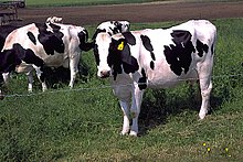 Holstein cows large.jpg