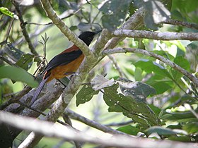 Pitohui dichrous