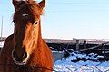 * Nomination Horse in the Karakhulmak village, Chelyabinsk oblast, Russia --IEPCBM 05:52, 8 February 2019 (UTC) * Decline  Oppose Insufficient quality. Sorry. Categorization is missing, categories are not tags. Sharpness not given, crop not acceptable (ears missing, ...). It looks like s snapshot. --XRay 06:32, 8 February 2019 (UTC)