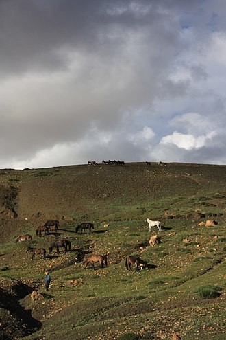 Horses near Langza in the Spiti Valley Horses near Langza, Spiti Valley, Himachal Pradesh, India.jpg