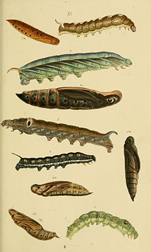 Theretra nessus larva (2) and pupa (2a) HorsfieldMoorCatalogueEastIndiaCompanyLepidopteraPlateXI.jpg