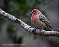 Thumbnail for File:House Finch (12968908295).jpg