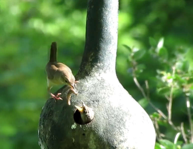 File:House Wrens using Gourd Nest from Lagenaria siceraria fruit (cropped).png