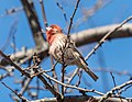 * Nomination House finch singing in Green-Wood Cemetery --Rhododendrites 02:43, 5 March 2022 (UTC) * Promotion  Support Good quality. --Tournasol7 06:38, 5 March 2022 (UTC)