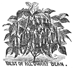 BEST OF ALL DWARF BEAN.