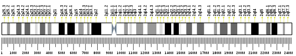 Chromosome 2 (human)