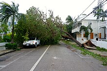 A fallen tree in Key West Hurricane Irma 19 (36977734710).jpg