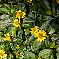 * Nomination Garden flower “Mexican creeping zinnia” in Hausdülmen, Dülmen, North Rhine-Westphalia, Germany --XRay 03:42, 5 July 2021 (UTC) * Promotion  Support Good quality -- Johann Jaritz 03:46, 5 July 2021 (UTC)