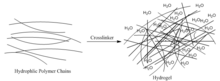 Polymer chains may be crosslinked in the presence of water to form a hydrogel. Water occupies voids in the network, giving the hydrogel its characteristic surface properties Hydrogel network.PNG