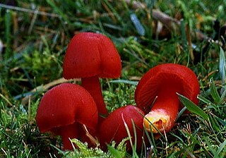 <i>Hygrocybe coccinea</i> Species of fungus