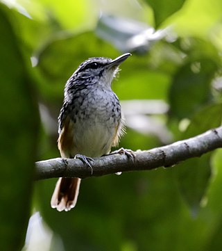<span class="mw-page-title-main">Peruvian warbling antbird</span> Species of bird