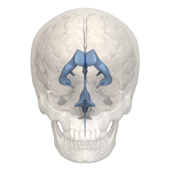 File:Hypothalamic sulcus - 3rd ventricle - 01.png