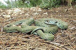 Natrix astreptophora